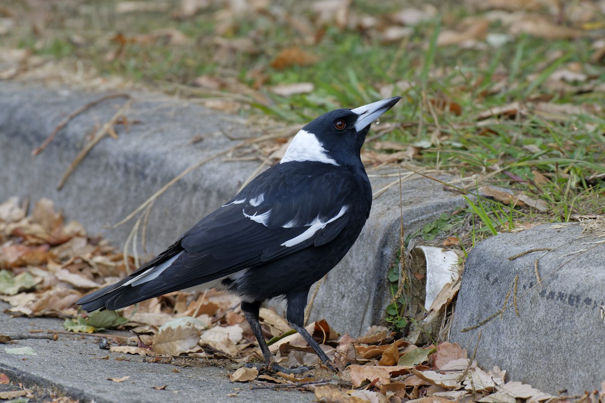 Australian Magpie (Black-backed) - ML619385331