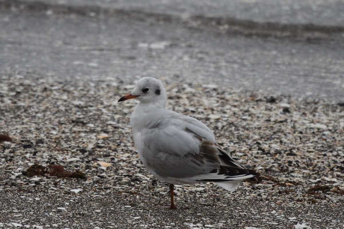 Andean Gull - Miguel Arribas Tiemblo