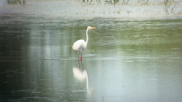 Great Egret - ML619385361