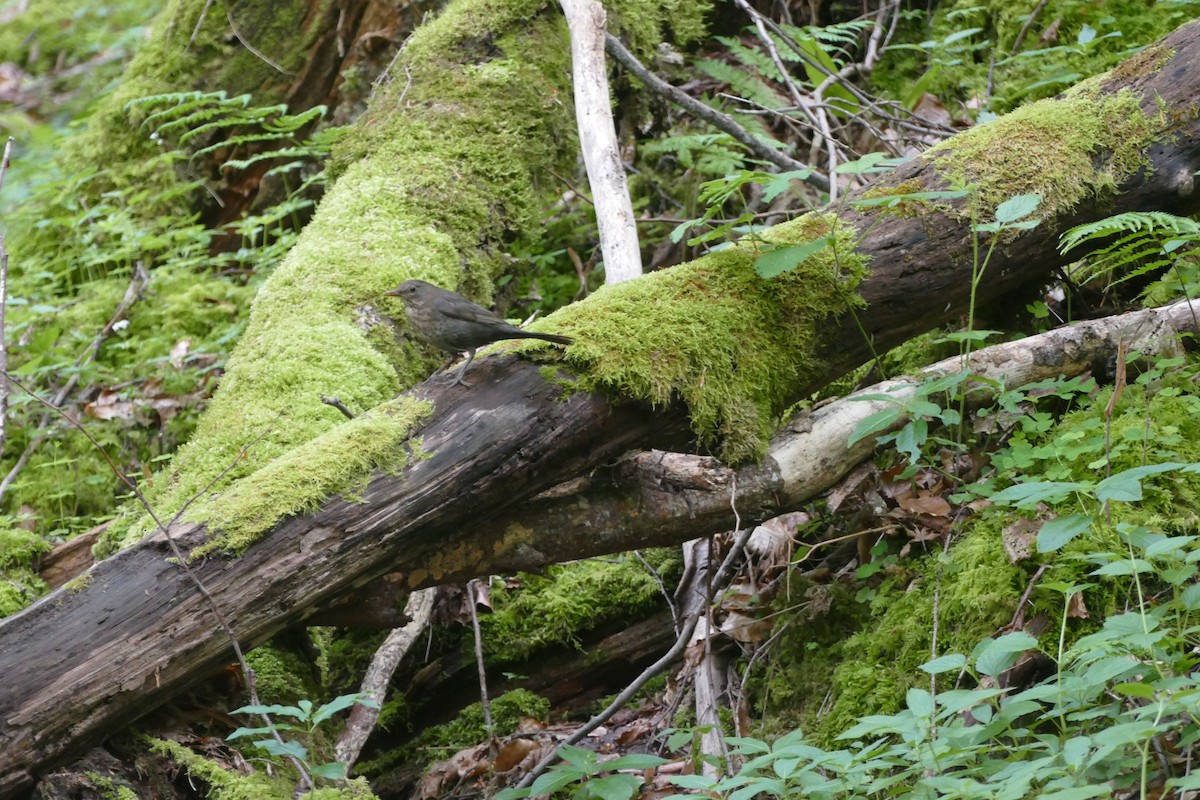 Eurasian Blackbird - Noë Sauter