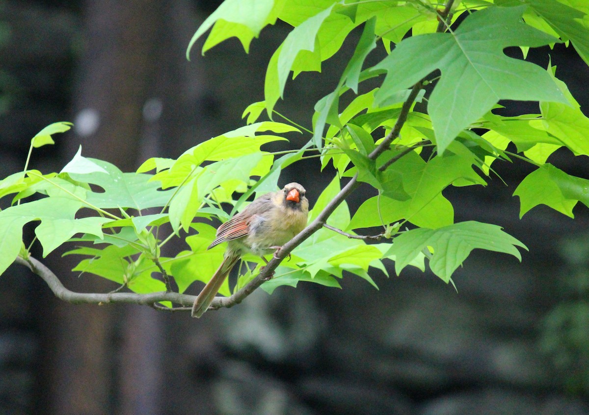 Northern Cardinal - ML619385366