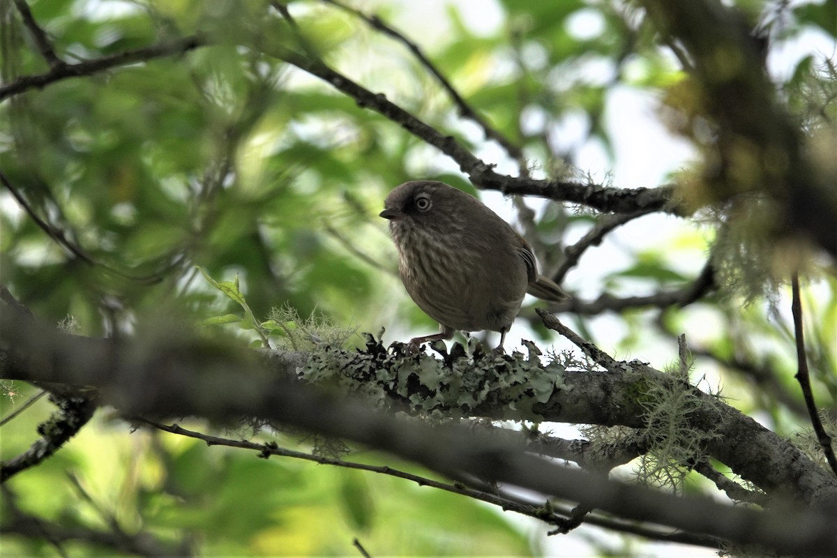 Fulvetta de Taïwan - ML619385368