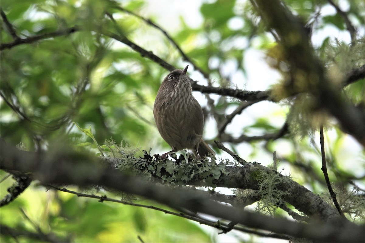 Taiwan Fulvetta - ML619385369