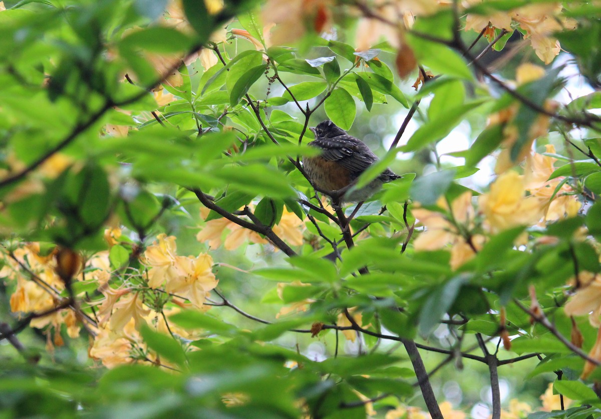 American Robin - Neema Das