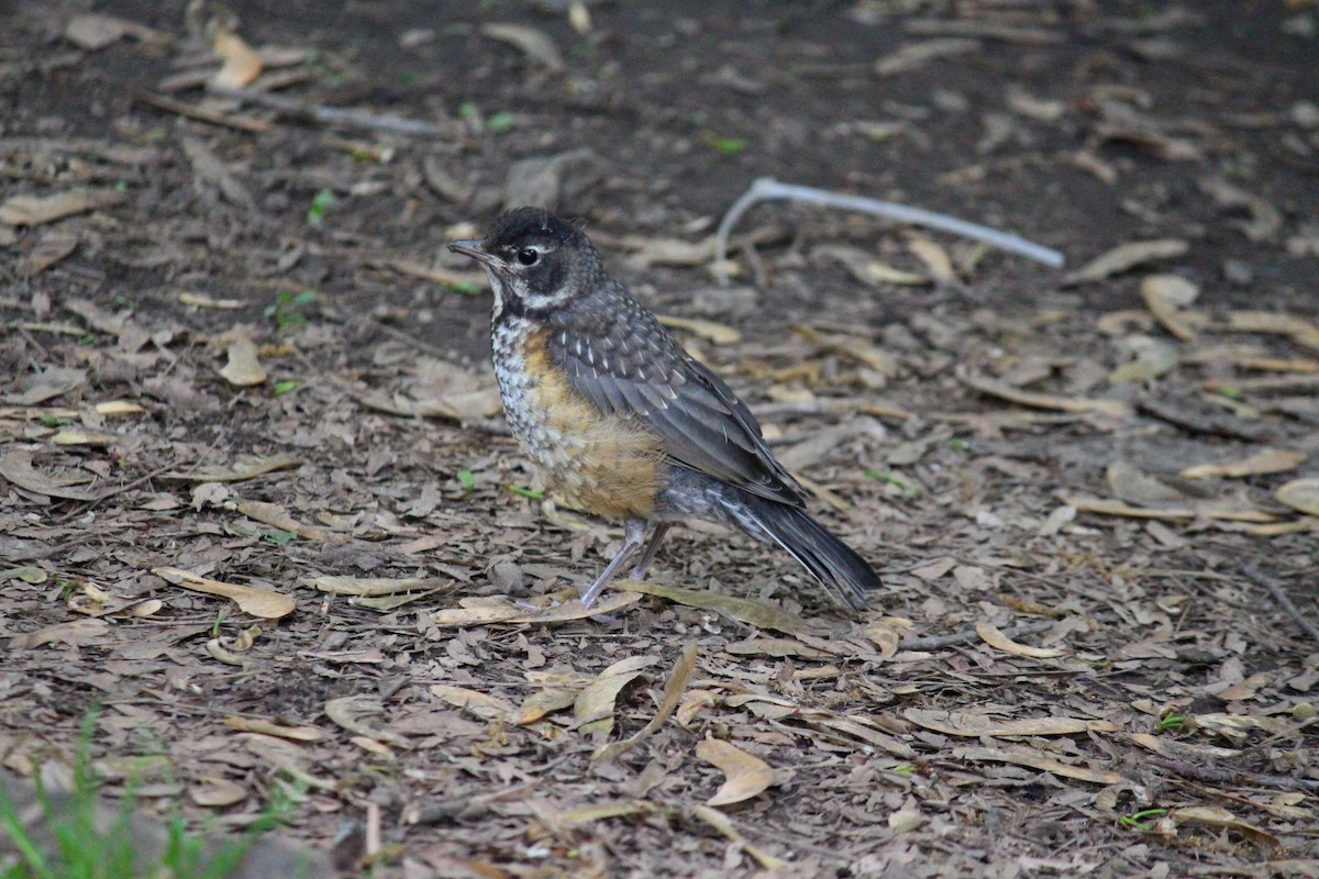 American Robin - ML619385379