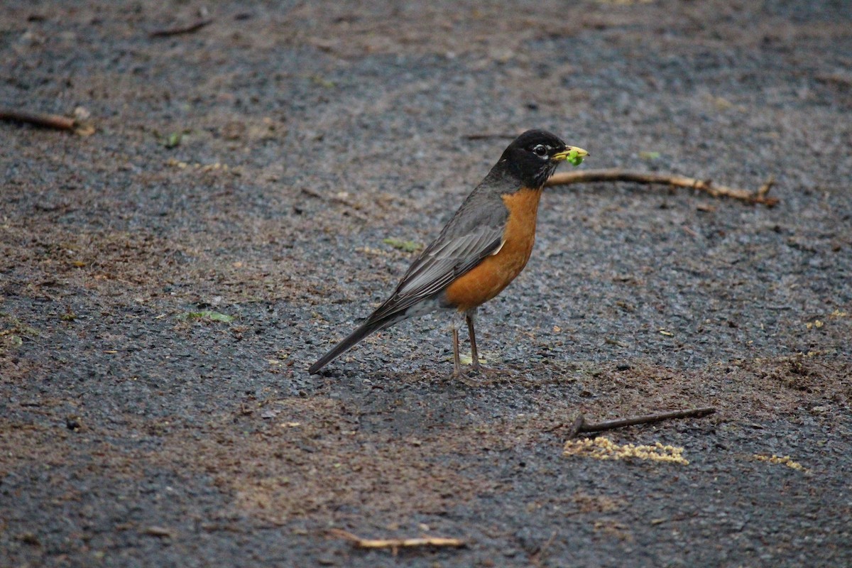 American Robin - Neema Das