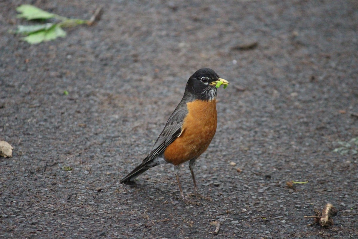 American Robin - Neema Das