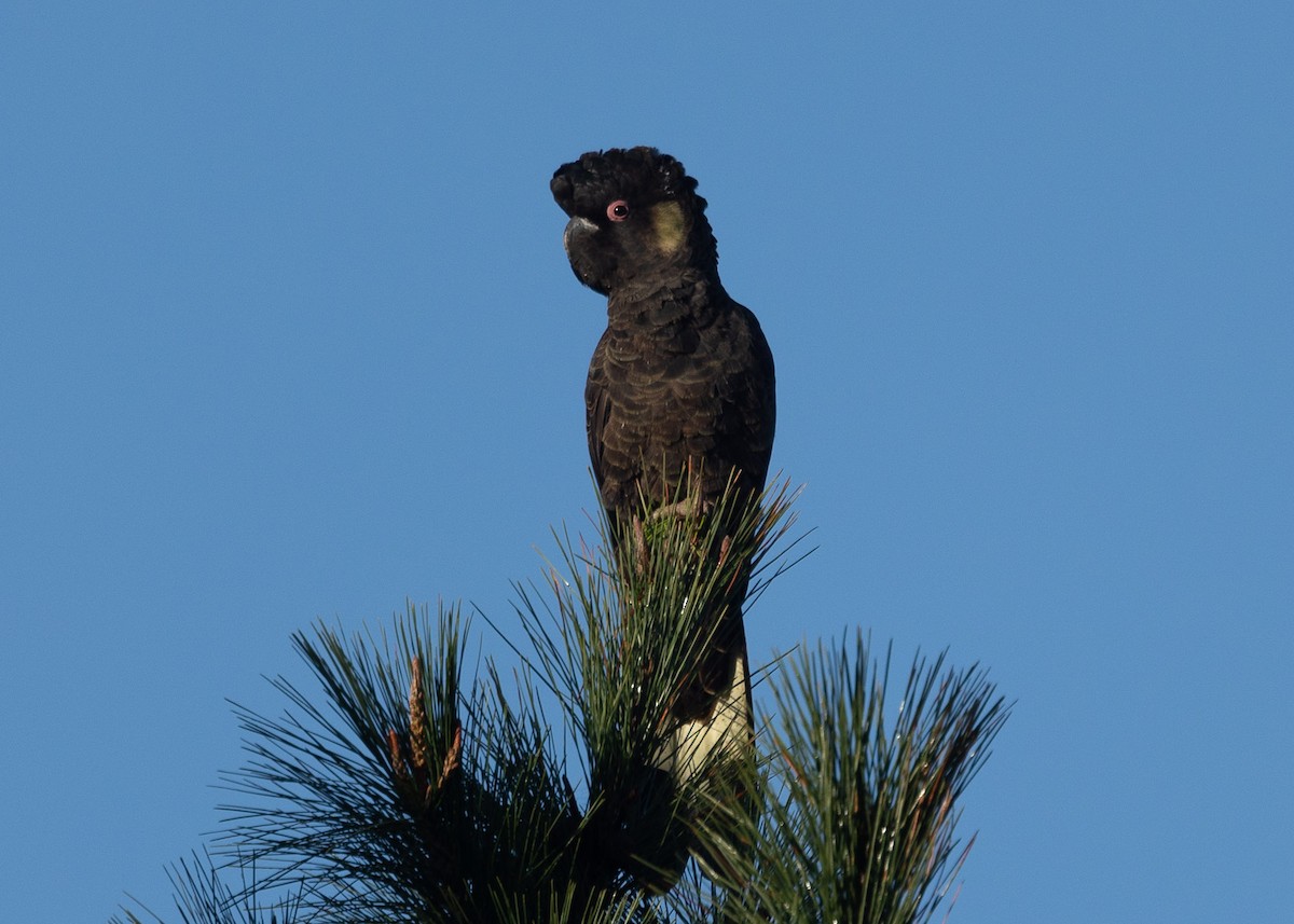 Yellow-tailed Black-Cockatoo - Jack Parrington