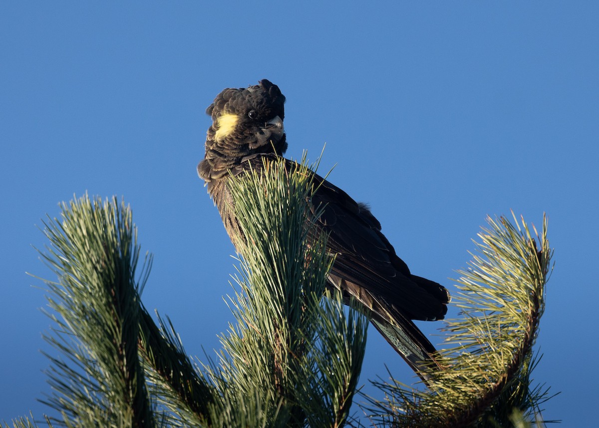 Yellow-tailed Black-Cockatoo - Jack Parrington