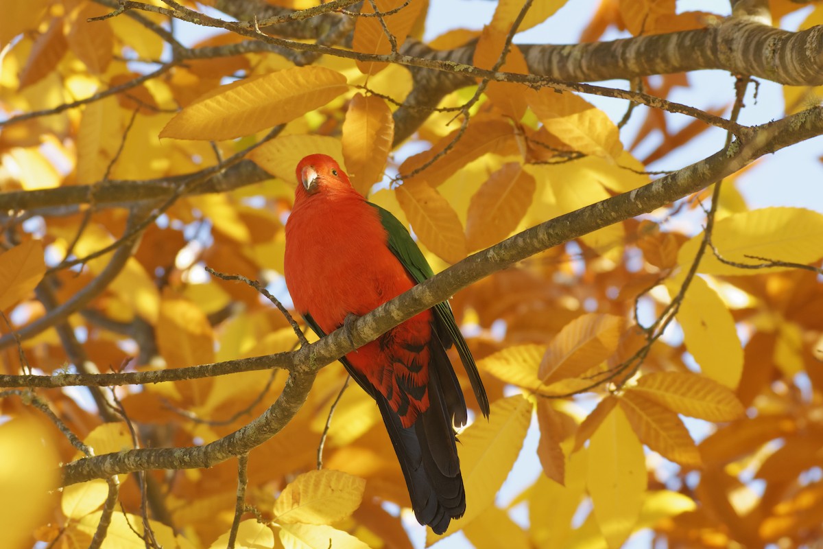 Australian King-Parrot - John Watson