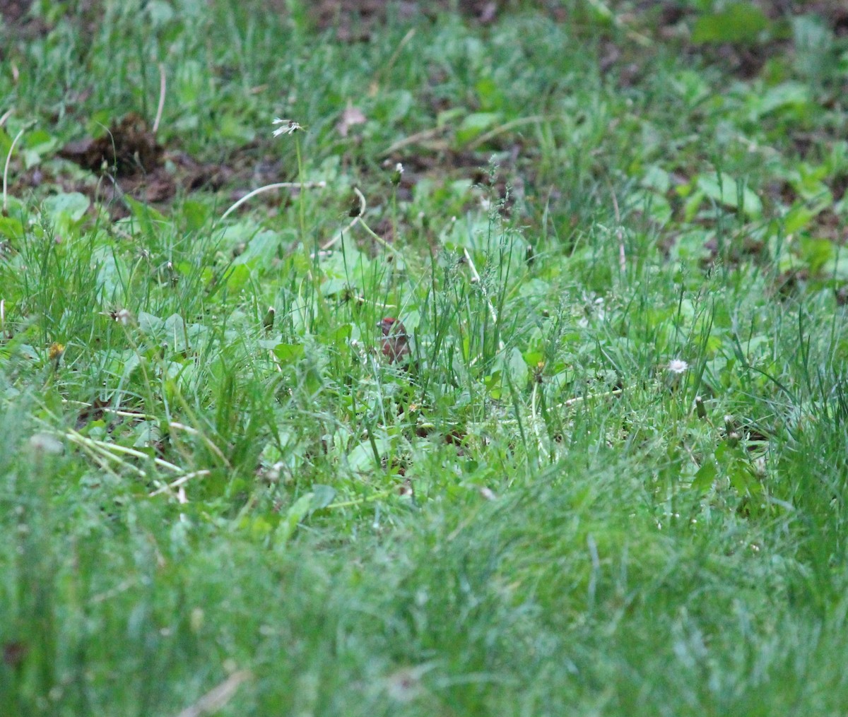 House Finch - ML619385394