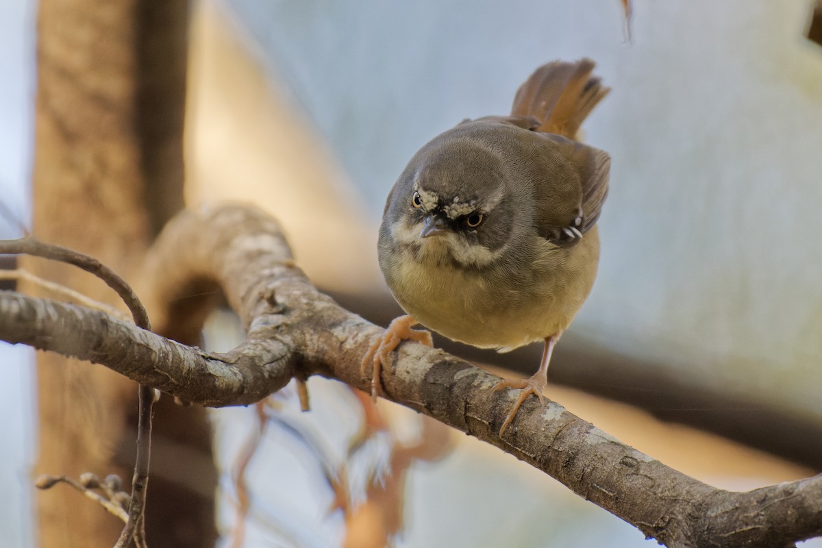 White-browed Scrubwren (White-browed) - John Watson