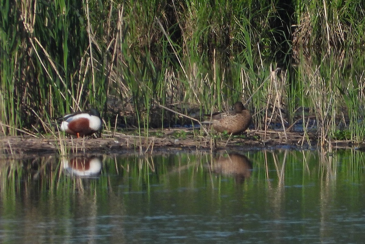 Northern Shoveler - Jiří Bartoš