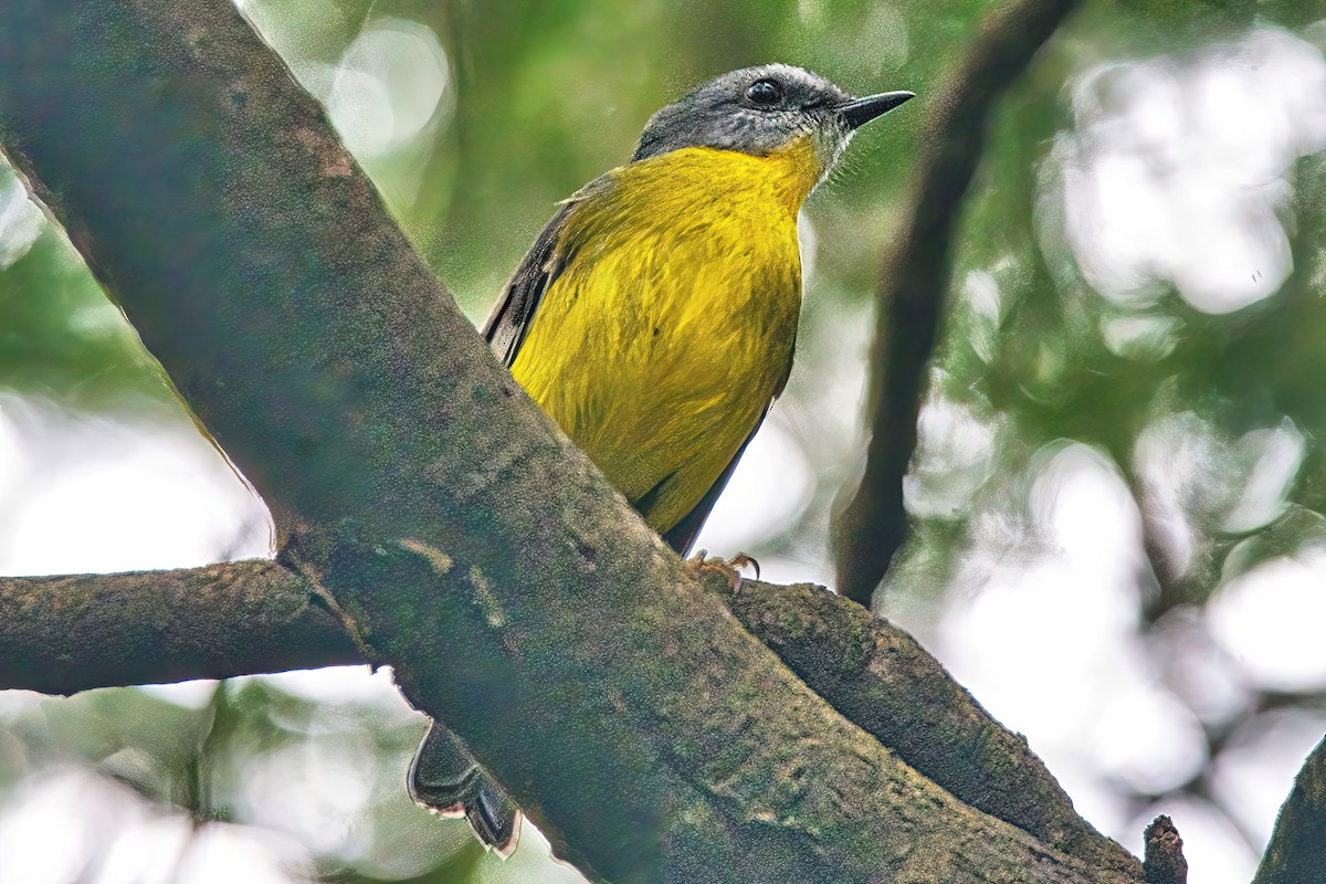 Eastern Yellow Robin - ML619385433