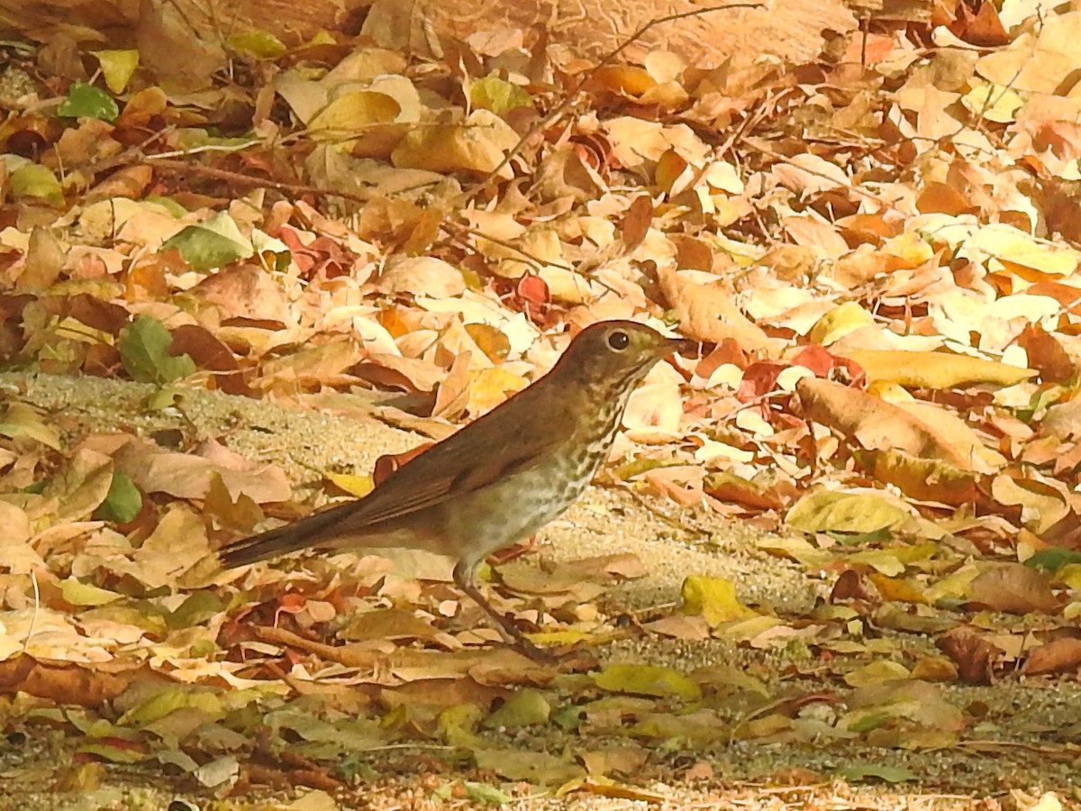 Swainson's Thrush - Sergio Castañeda Ramos