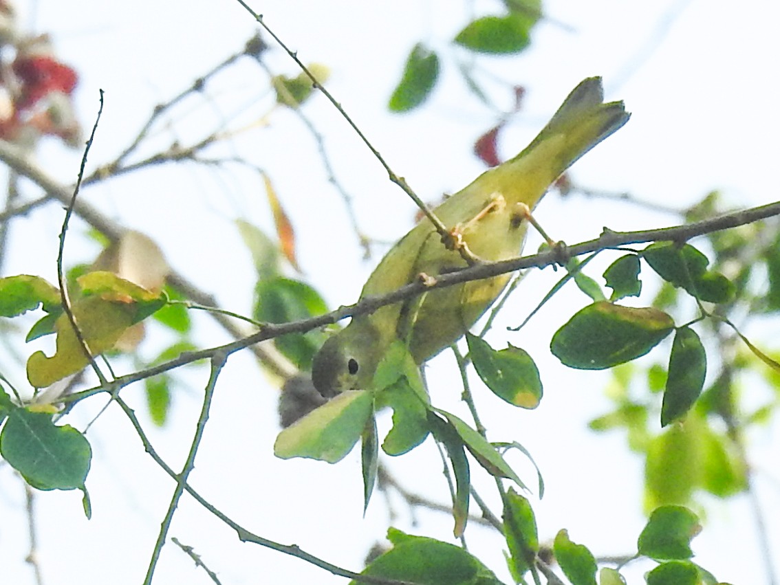Orange-crowned Warbler - Sergio Castañeda Ramos