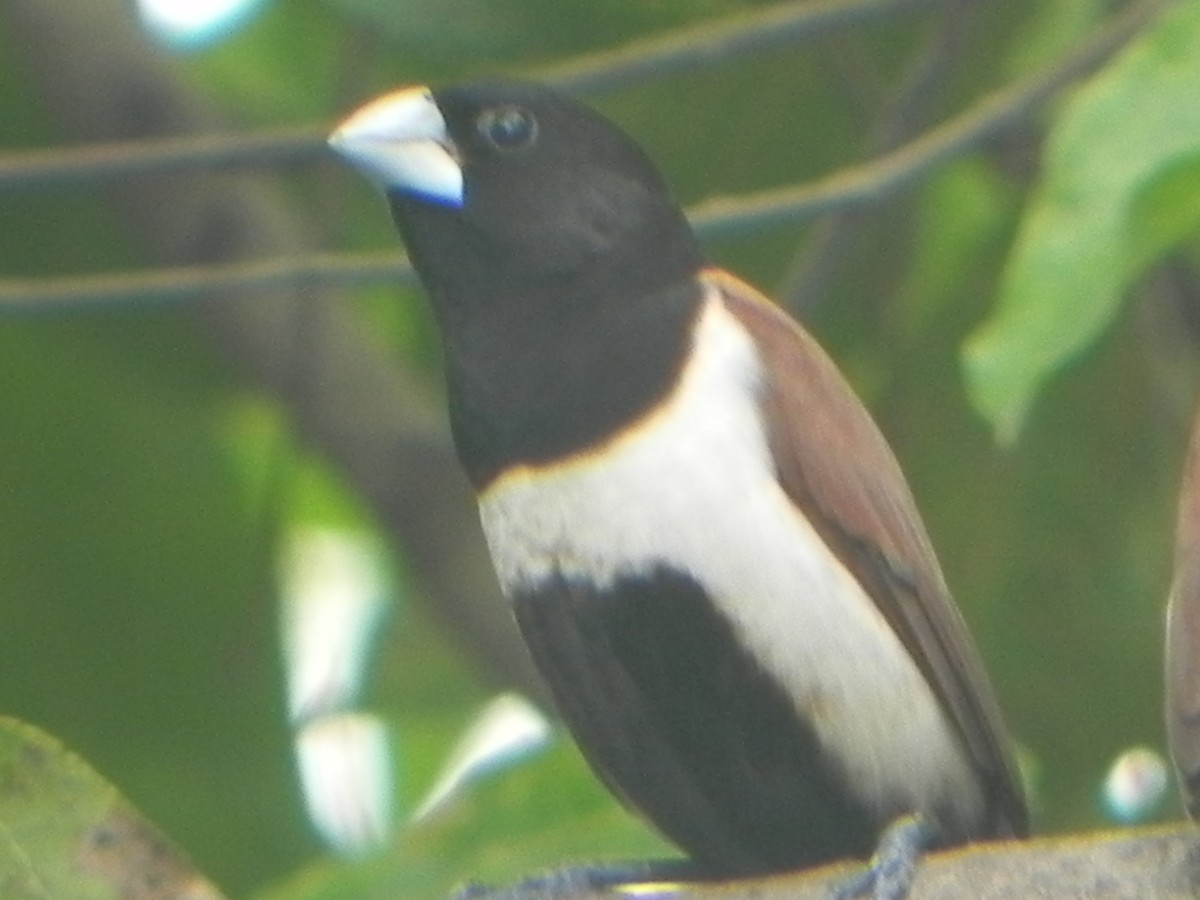 Tricolored Munia - John Calderón Mateus