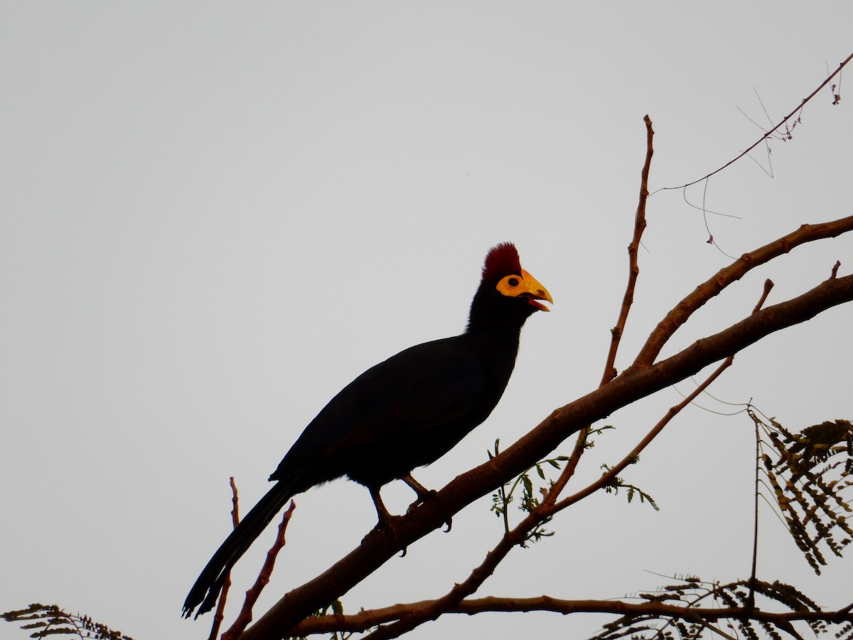 Ross's Turaco - Katie Dustman