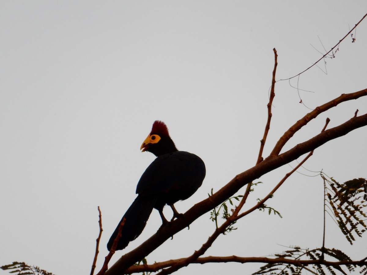 Ross's Turaco - Katie Dustman