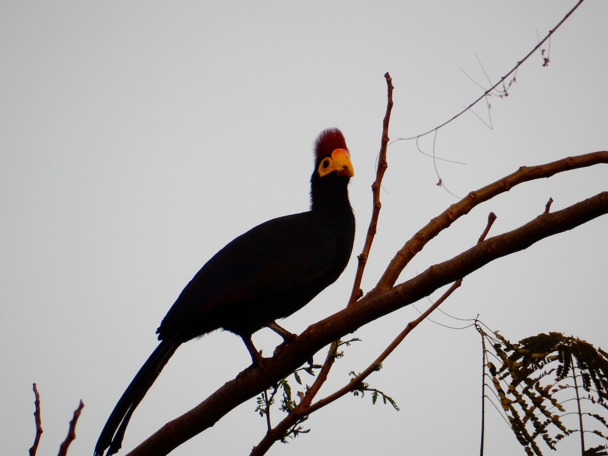 Ross's Turaco - Katie Dustman