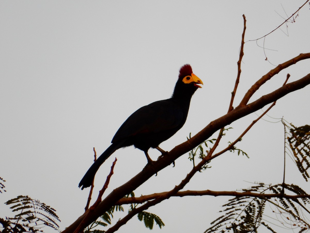 Ross's Turaco - ML619385468