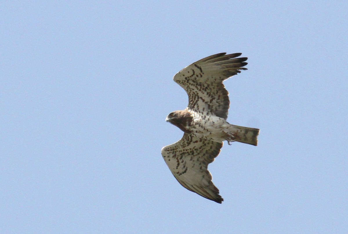 Short-toed Snake-Eagle - yuda siliki