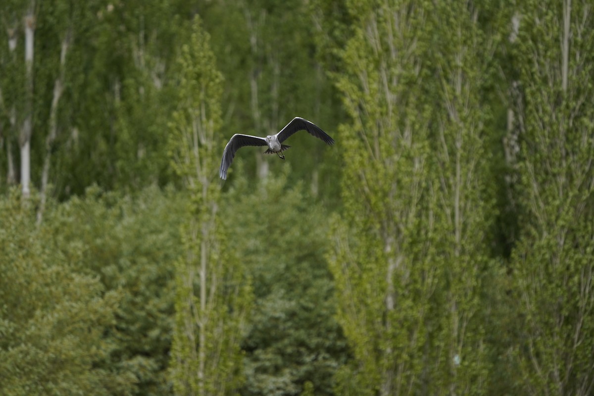 Gray Heron - Chamba Phuntsog