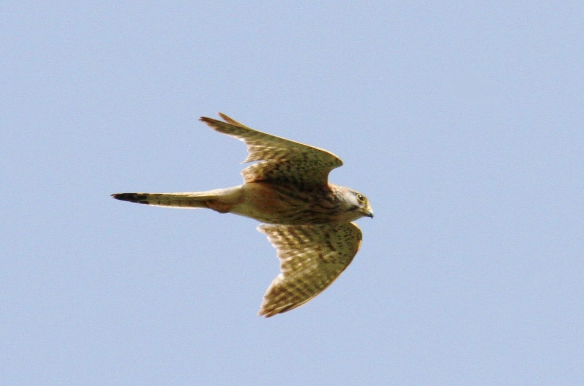 Eurasian Kestrel - yuda siliki