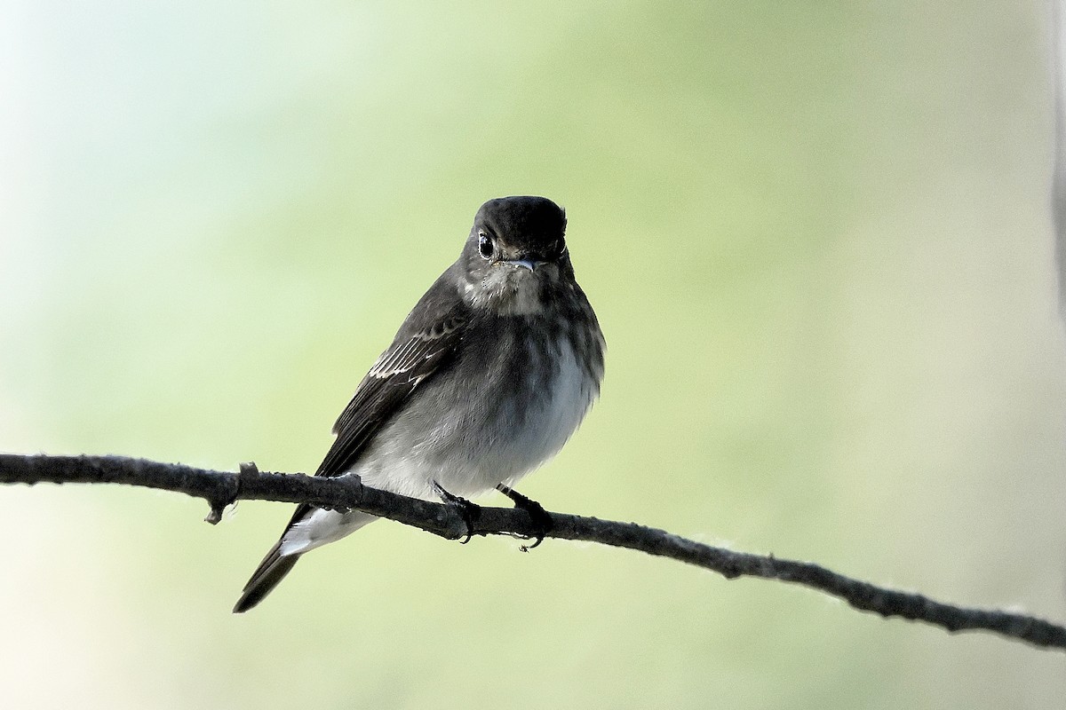 Dark-sided Flycatcher - ML619385483