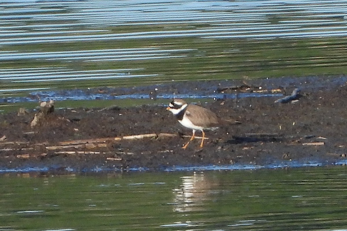 Common Ringed Plover - Jiří Bartoš