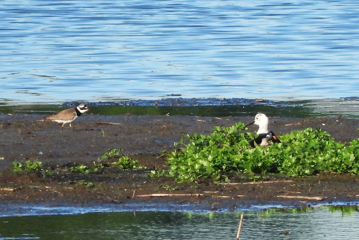 Common Ringed Plover - Jiří Bartoš