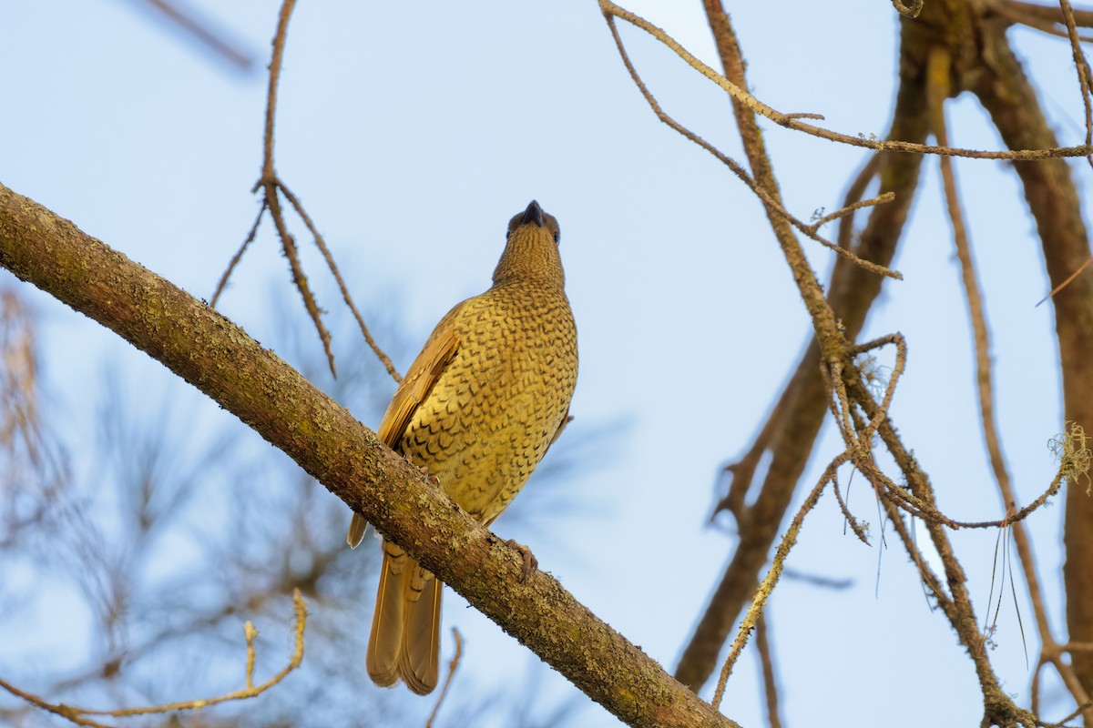 Satin Bowerbird - ML619385516