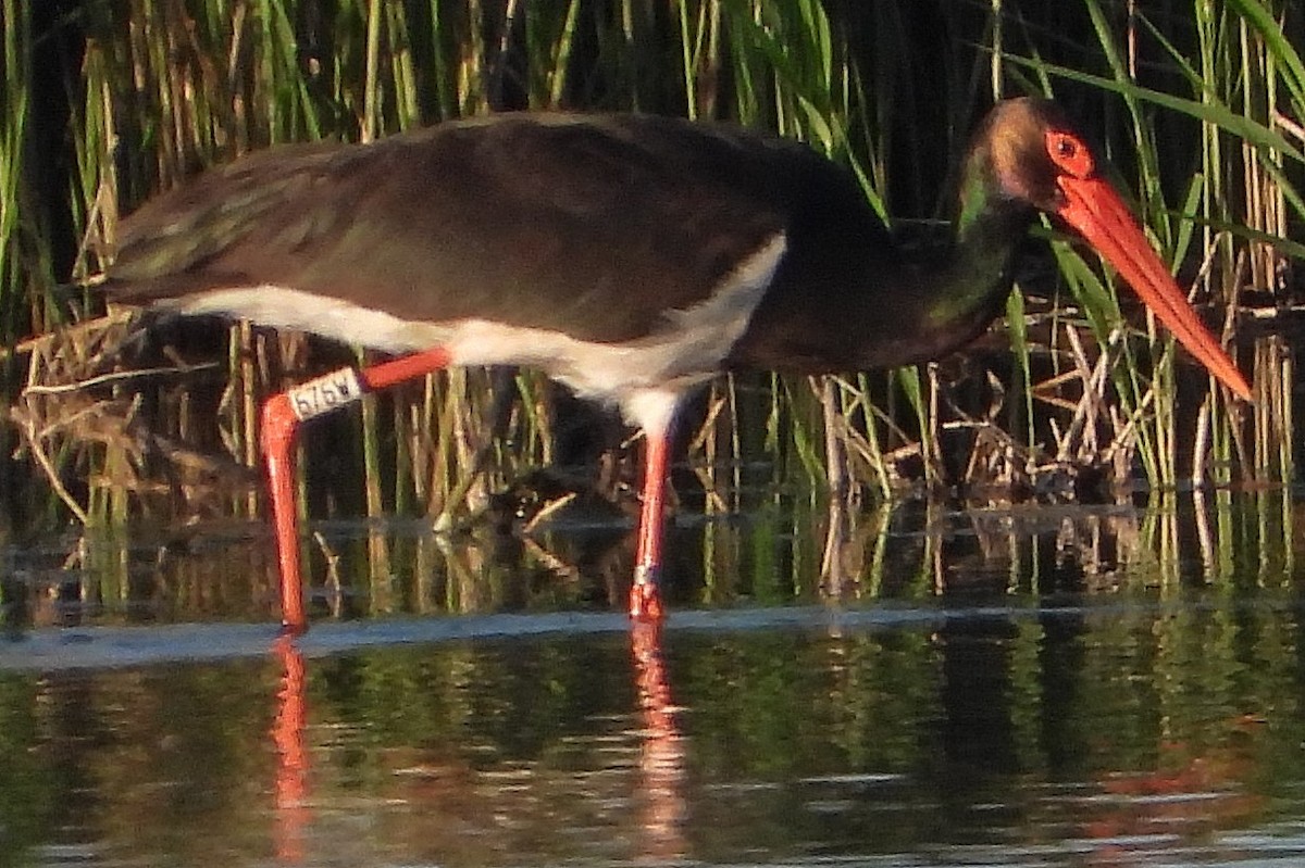 Black Stork - Jiří Bartoš