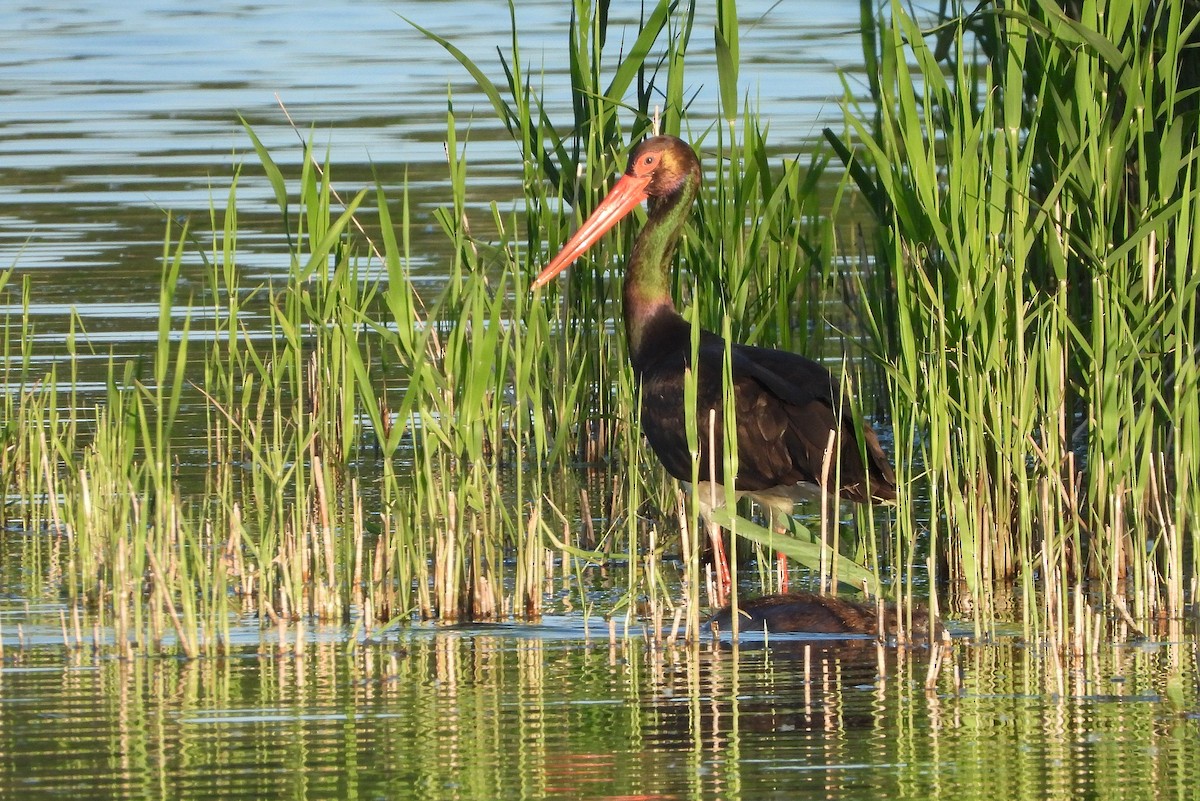 Black Stork - Jiří Bartoš