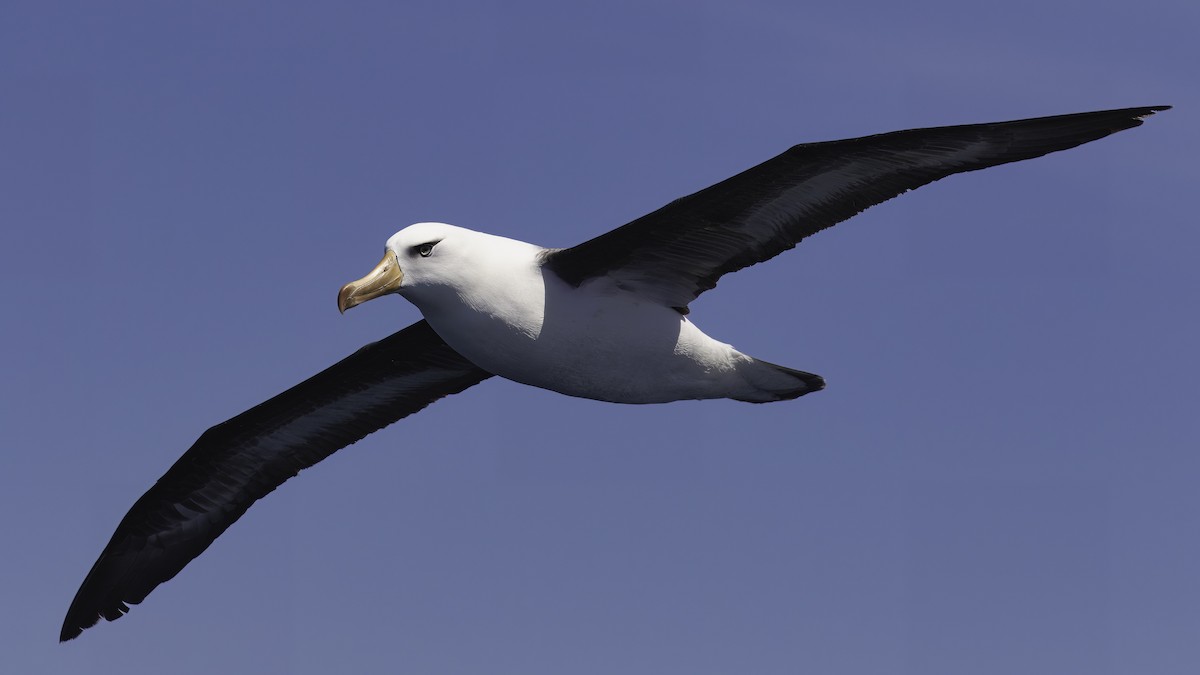Black-browed Albatross (Campbell) - Markus Craig