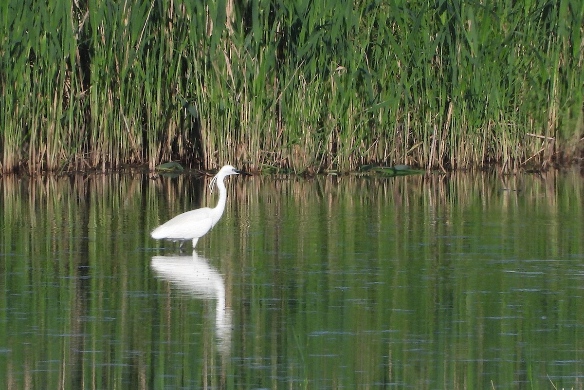 Little Egret - Jiří Bartoš