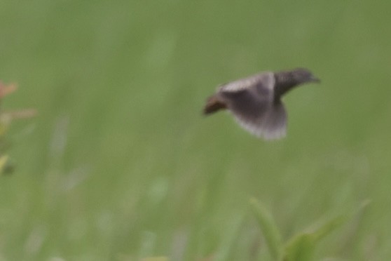 Barred Buttonquail - ML619385533