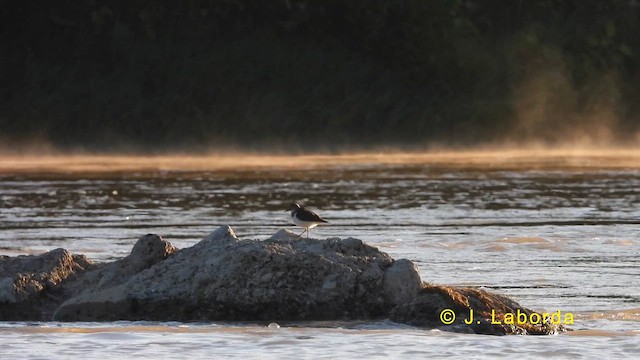 Common Sandpiper - ML619385535