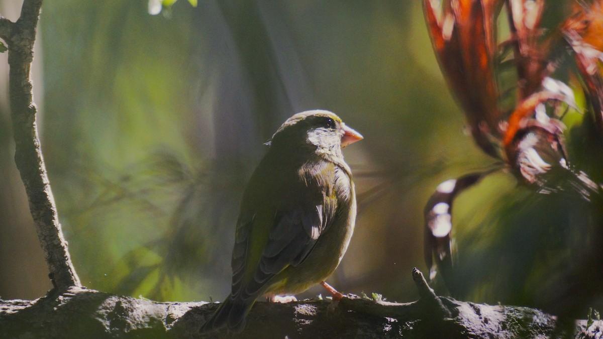 European Greenfinch - ML619385551