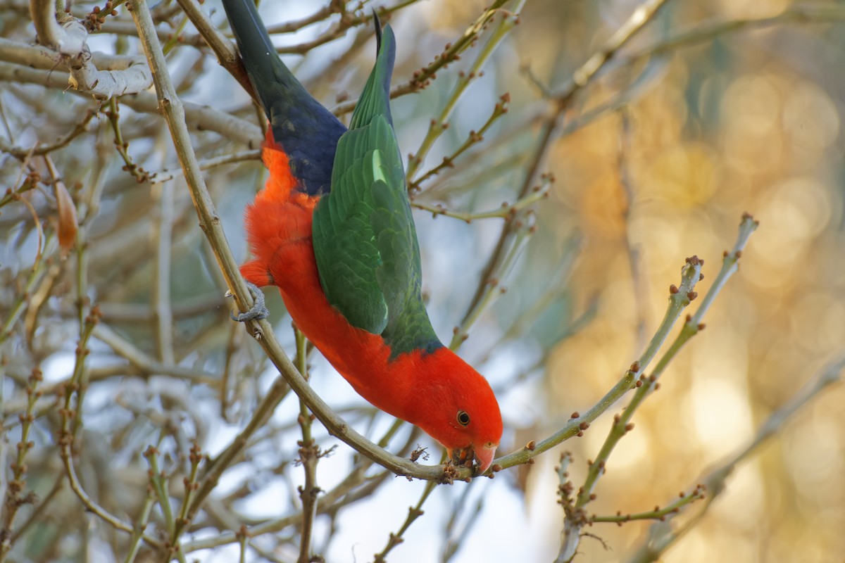 Australian King-Parrot - John Watson