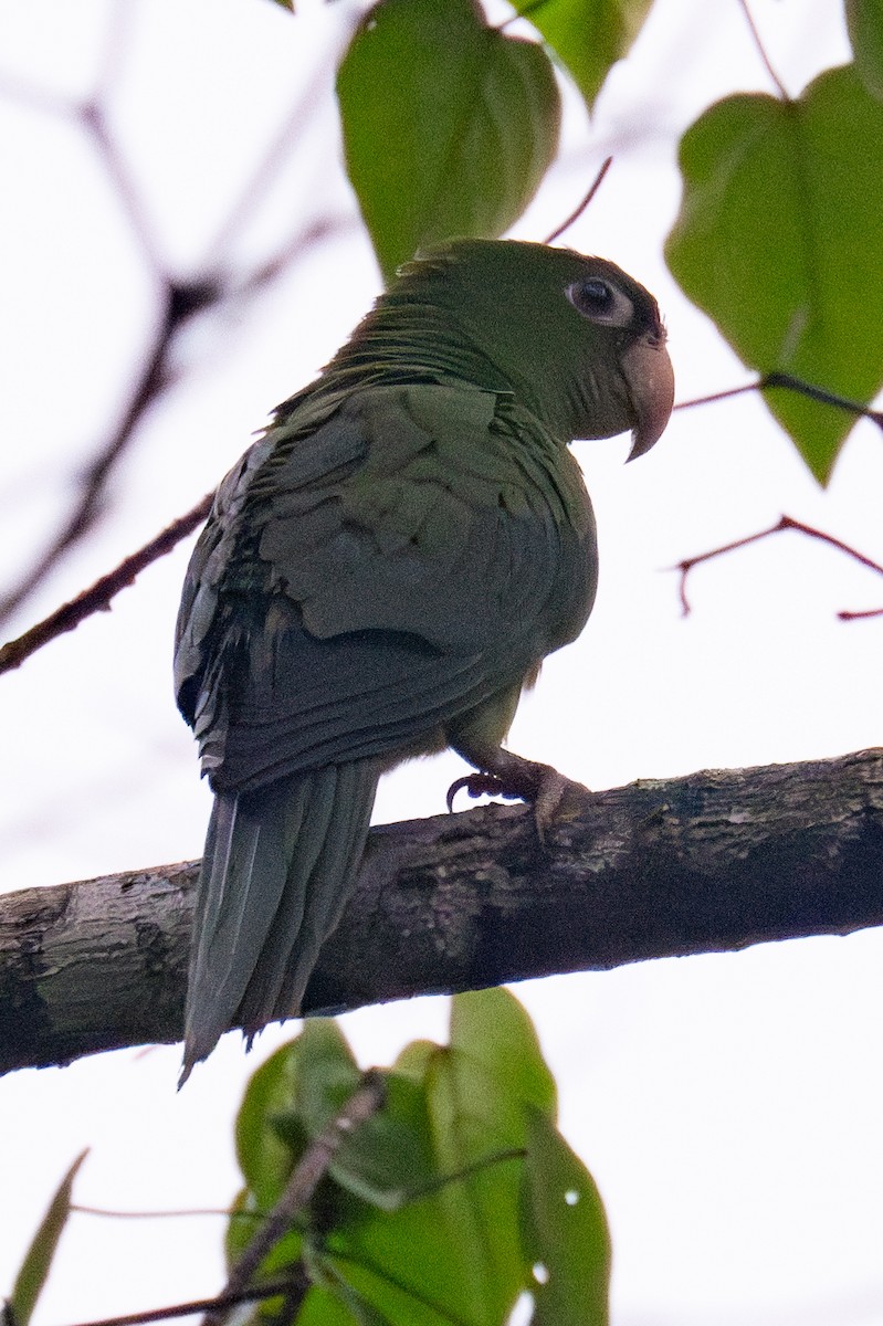 White-eyed Parakeet - Gerhard Josef Bauer