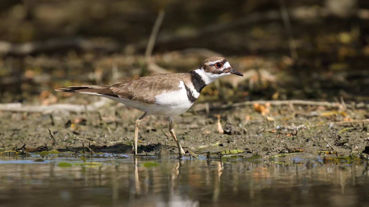 Killdeer - ML619385630