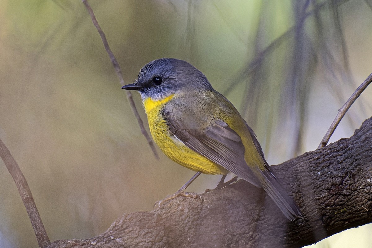 Eastern Yellow Robin - John Watson