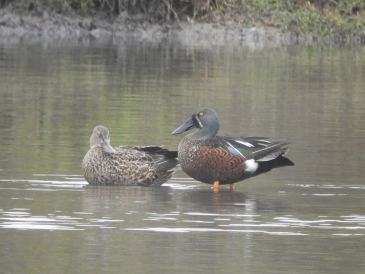 Australasian Shoveler - Charles Silveira