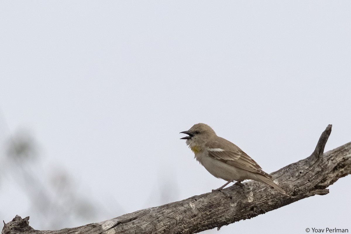 Yellow-throated Sparrow - Yoav Perlman