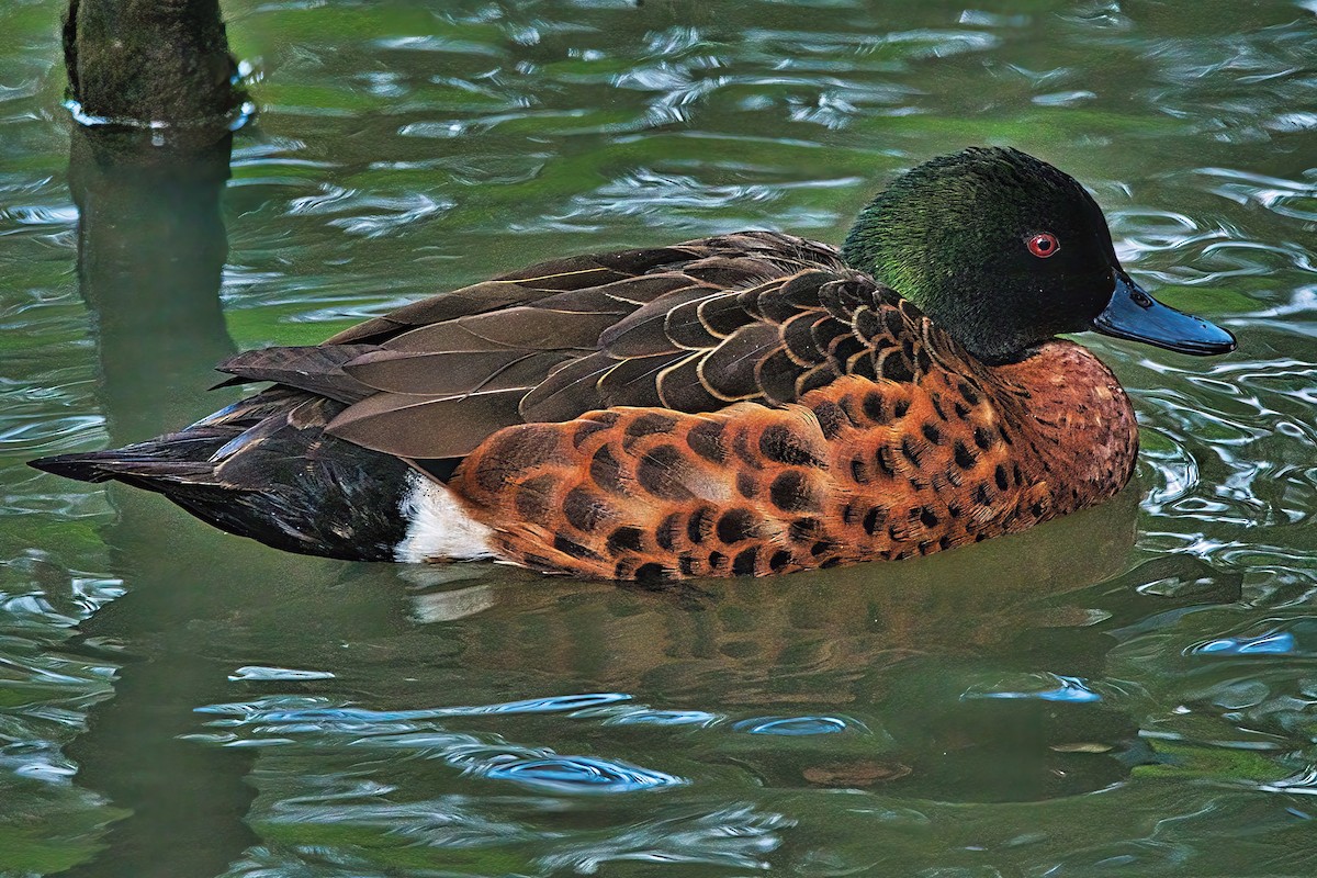 Chestnut Teal - Alfons  Lawen