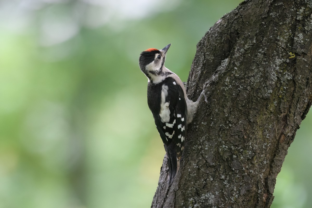 Great Spotted Woodpecker - Diana Schmies