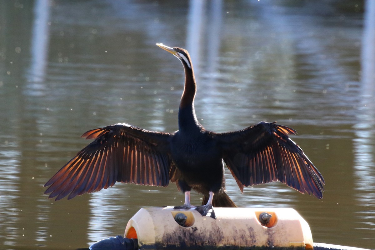 Australasian Darter - Deb & Rod R