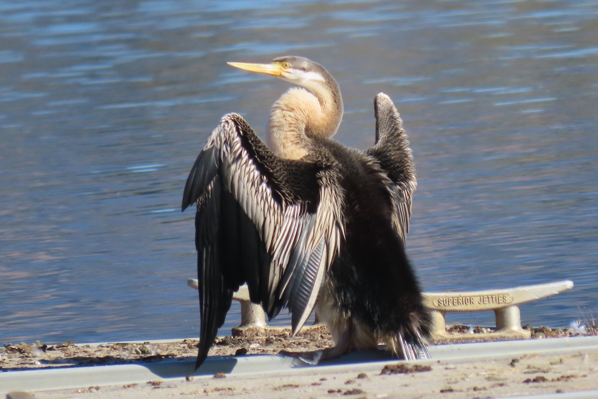 Australasian Darter - Deb & Rod R