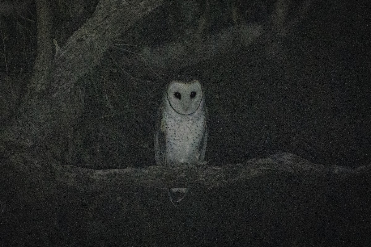 Australian Masked-Owl - ML619385723